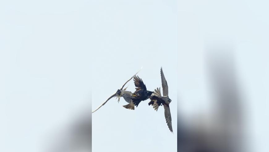 澳门77图库,裸官麦广钦被查_终极版v11.62