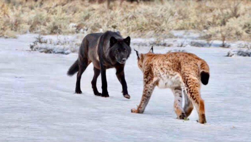 新摇钱树内部四肖,李钦宾教授入职华中科技大学_纪念版v15.69