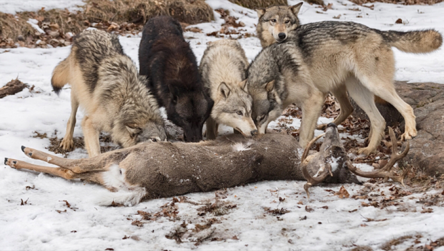 4肖复式三肖有几组,美国航空波音客机紧急返航事件_手机版v5.68