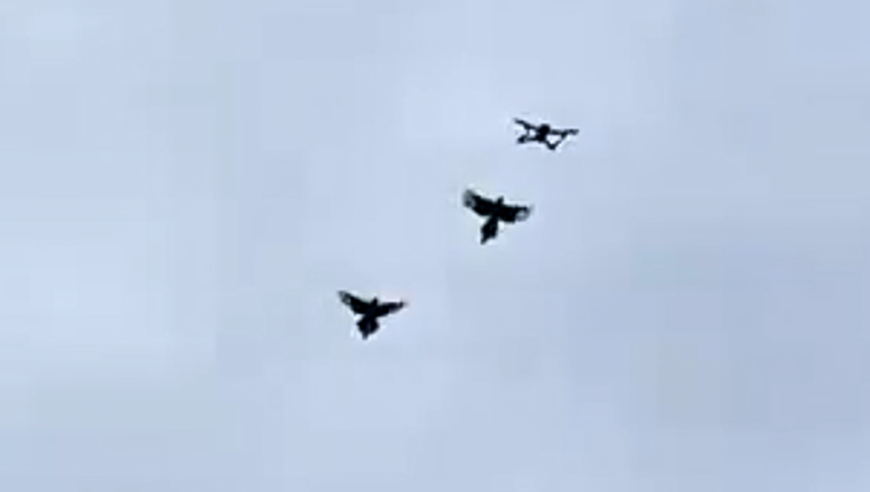 管家婆四肖必出特一码发财,美股回调，中概股普遍下跌_测试版v13.60